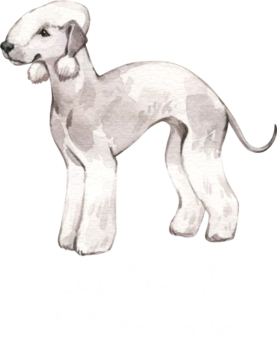 Bedlington Terrier Dog Printed