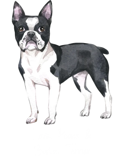 Boston Terrier Dog Printed